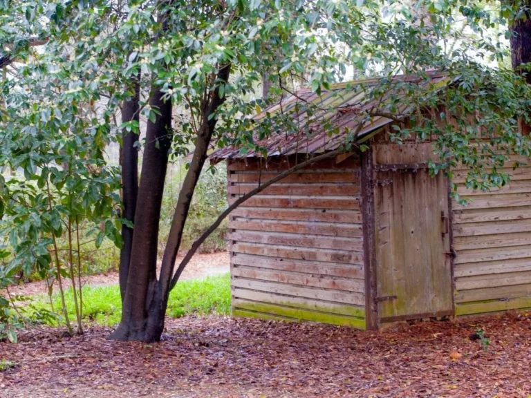 An old, weathered wooden shed surrounded by trees, ready for removal.